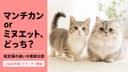 ミヌエットとマンチカンの違い|起源・顔・性格差をブリーダーが比較