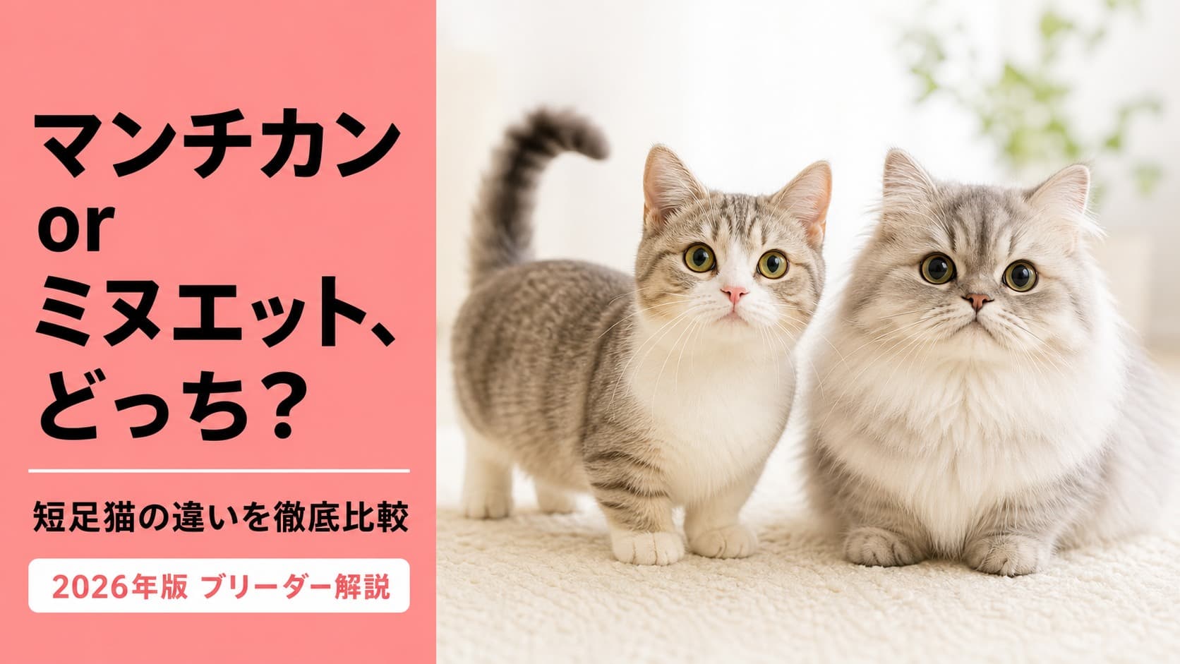 ミヌエットとマンチカンの違い|起源・顔・性格差をブリーダーが比較