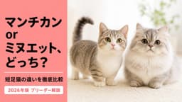 ミヌエットとマンチカンの違い|起源・顔・性格差をブリーダーが比較
