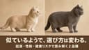 マンチカン スコティッシュフォールド 違い|性格・健康・価格を比較