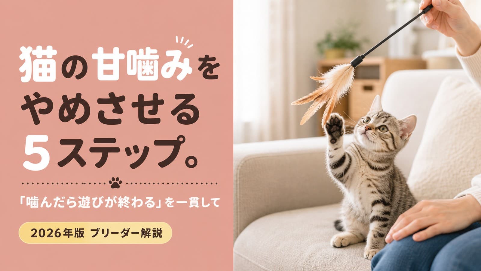 【2026年版】猫の甘噛みをやめさせる5ステップ|原因・しつけ方をブリーダーが解説