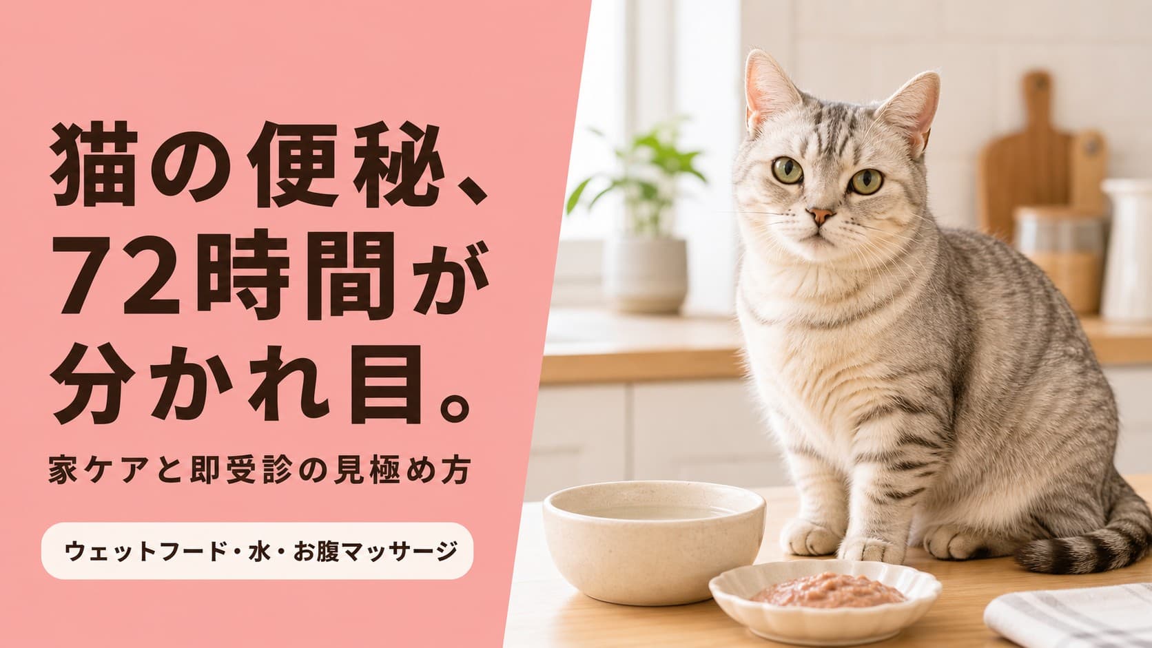 【2026年版】猫の便秘を解消する方法|原因・症状・家でできるケア完全ガイド