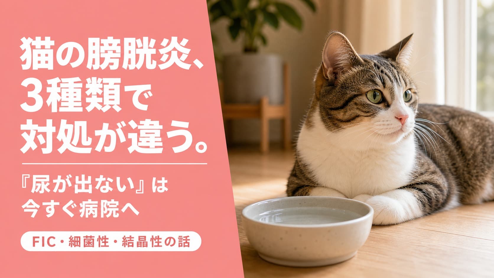 【2026年版】猫の膀胱炎:症状・原因・治療・予防をブリーダーが徹底解説