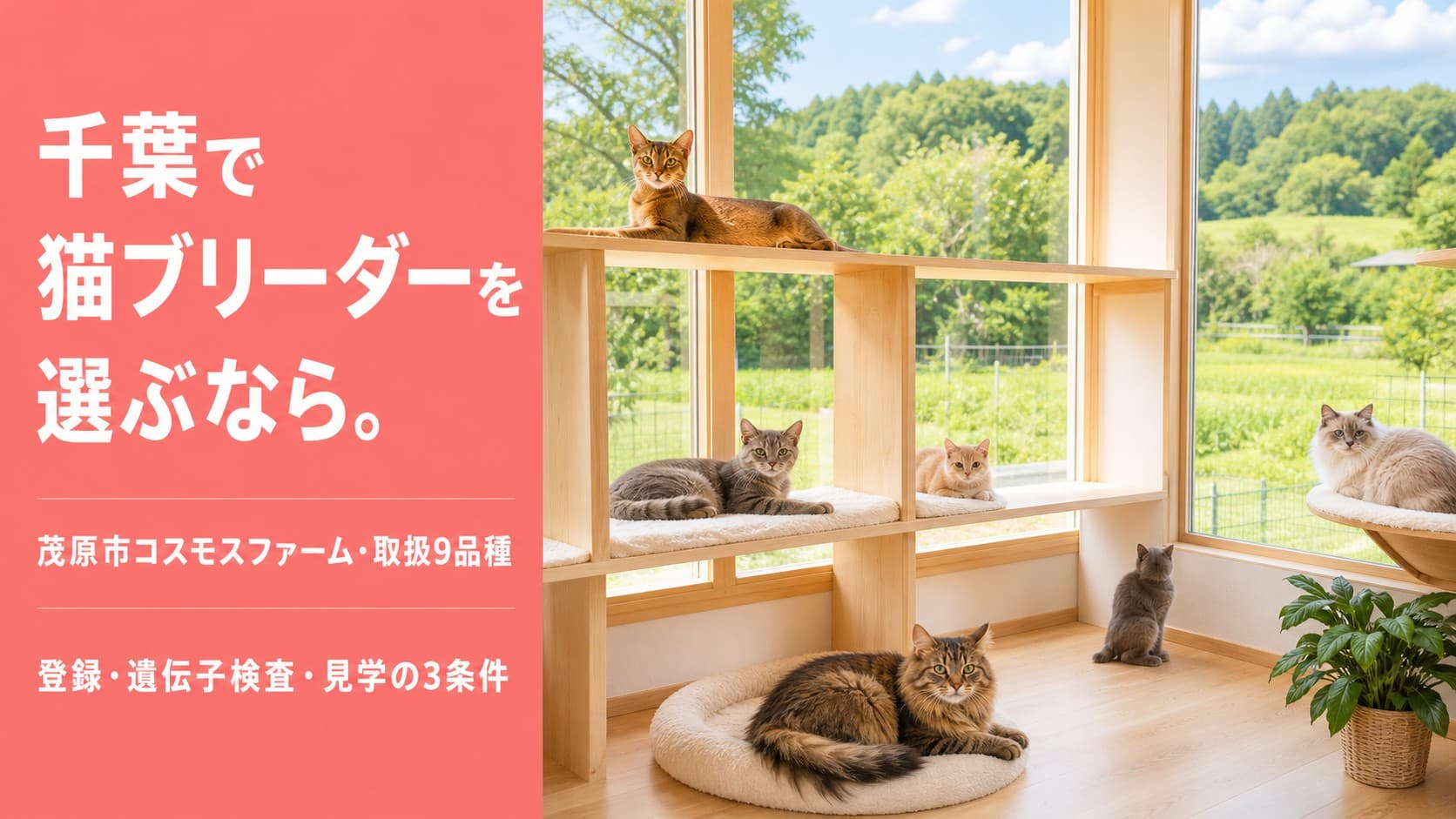 【2026年版】千葉の猫ブリーダー選び方ガイド|茂原市コスモスファームのアクセス・取扱9品種も紹介