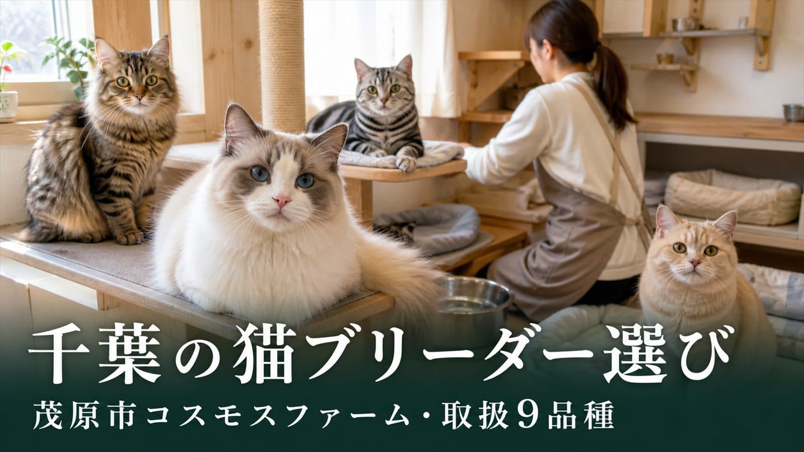 【2026年版】千葉の猫ブリーダー選び方ガイド|茂原市コスモスファームのアクセス・取扱9品種も紹介