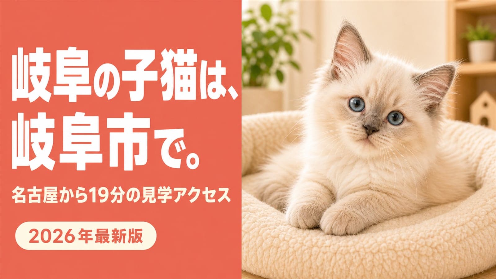 【2026年版】岐阜で猫ブリーダーを探すなら岐阜市へ|登録窓口の見分け方と名古屋19分アクセス実測