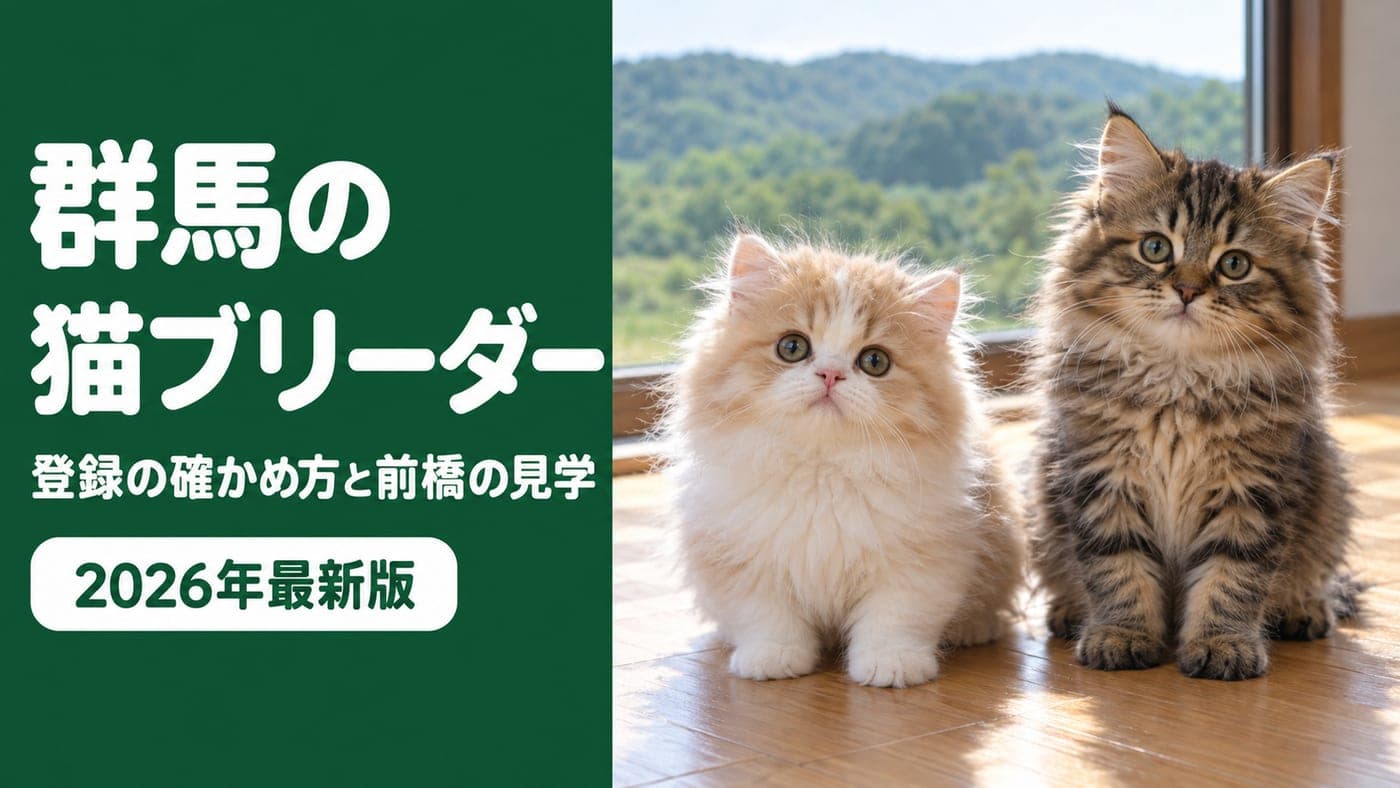 【2026】群馬の猫ブリーダー|登録の確かめ方と前橋の見学