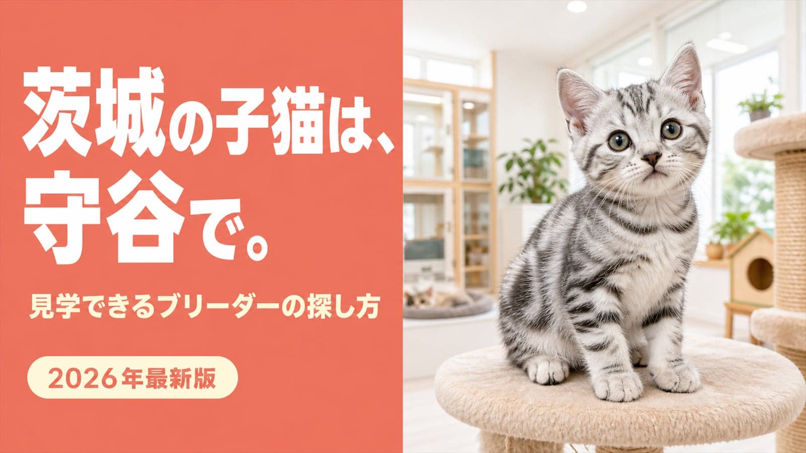 【2026年版】茨城で猫ブリーダーを探すなら守谷市へ|人口が伸び続ける街で子猫を迎えるメリット