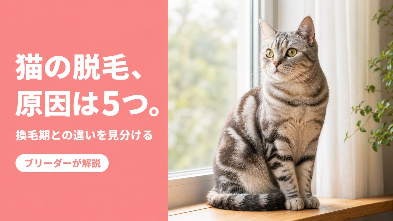 【2026年版】猫の脱毛・ハゲの原因と対処法|換毛期との違いをブリーダーが解説
