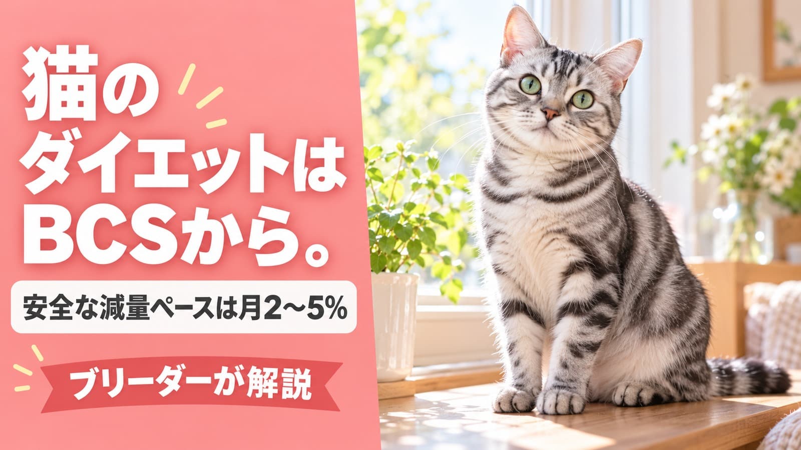 【2026年版】猫のダイエット完全ガイド|BCS9段階で判定・月2〜5%の安全な減量ペースをブリーダーが解説