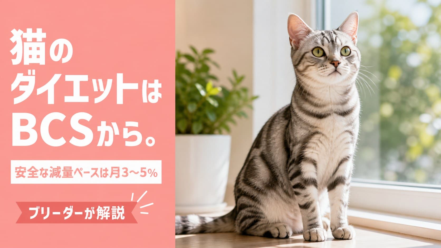 【2026年版】猫のダイエット完全ガイド|BCS9段階で判定・月3〜5%の安全な減量ペースをブリーダーが解説