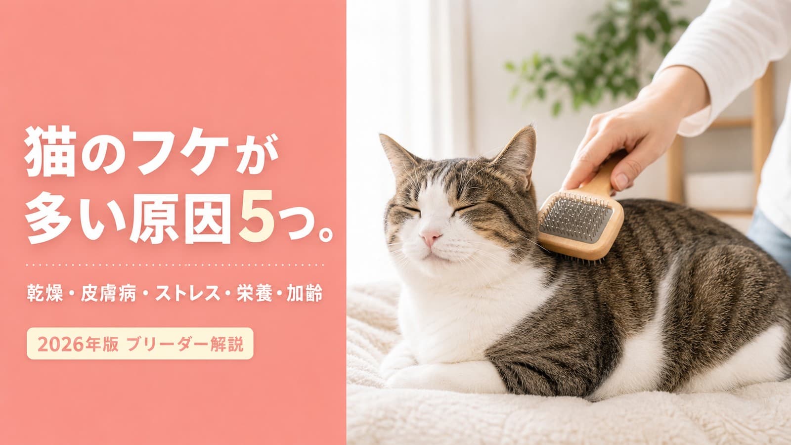 【2026年版】猫のフケが多い原因5つ|乾燥・皮膚病・品種別ケアをブリーダーが解説