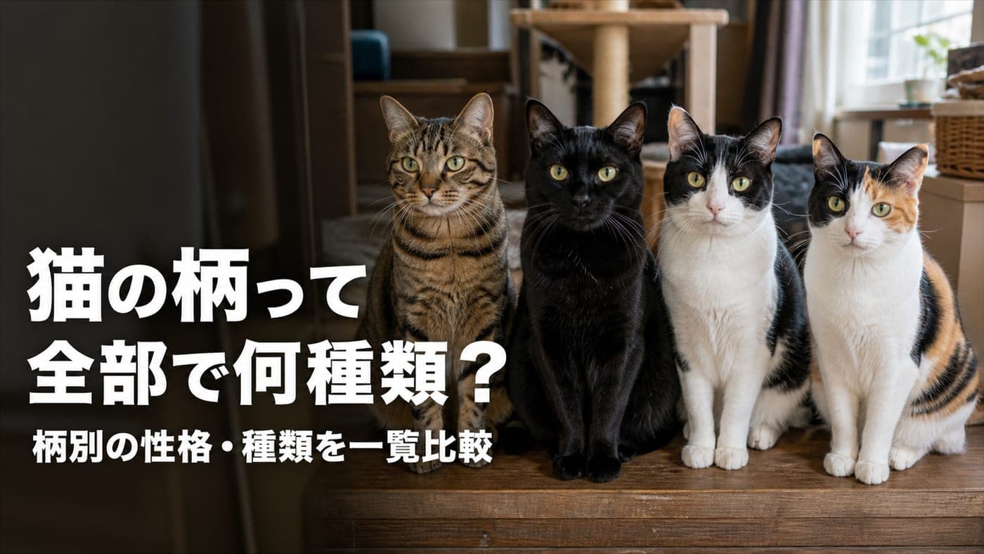 猫の柄・模様一覧|性格・種類をブリーダーが解説【2026】