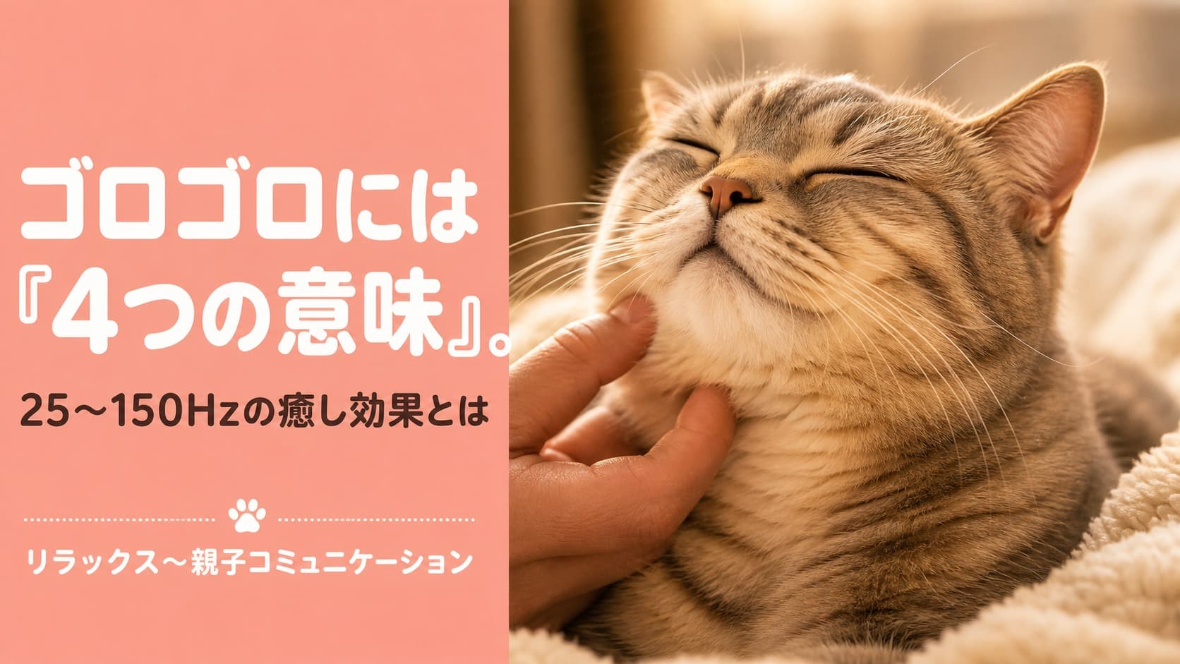 【2026年版】猫のゴロゴロの意味とは?4種類の気持ちと仕組みをブリーダーが解説