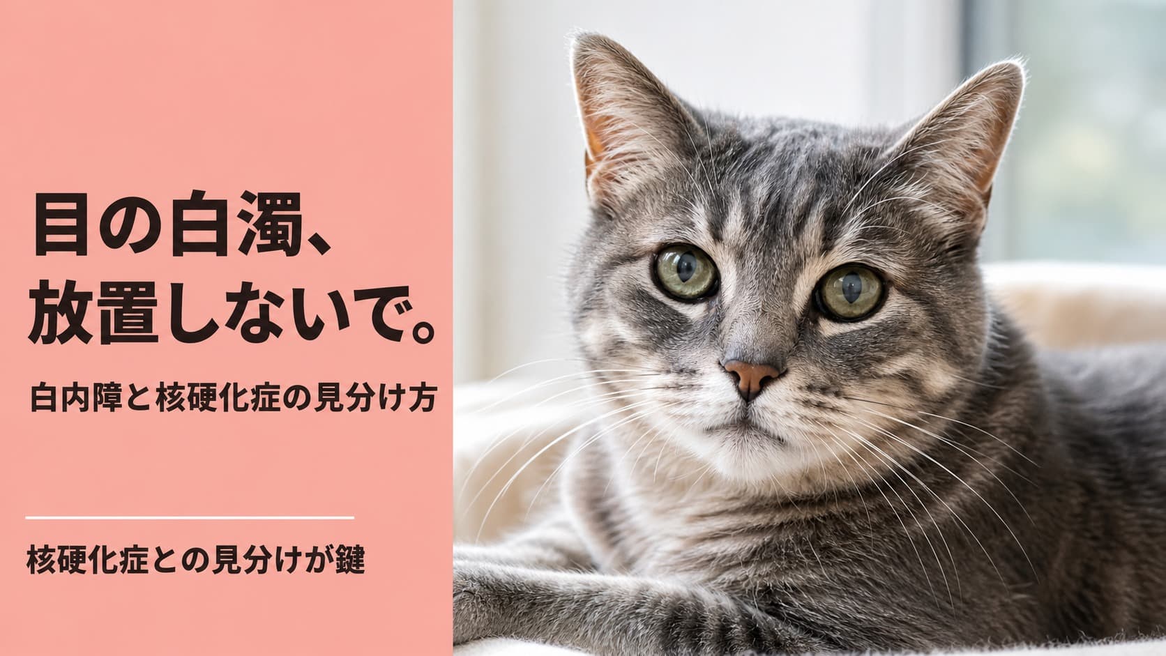 【2026年版】猫の白内障:症状・原因・核硬化症との違いと治療法をブリーダーが解説
