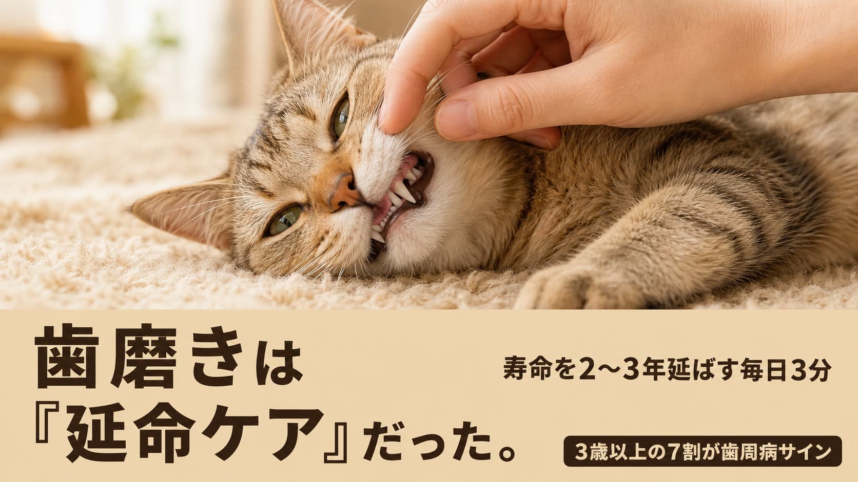 【2026年版】猫の歯磨きのやり方を4ステップで解説|頻度・嫌がる時の対処法まで