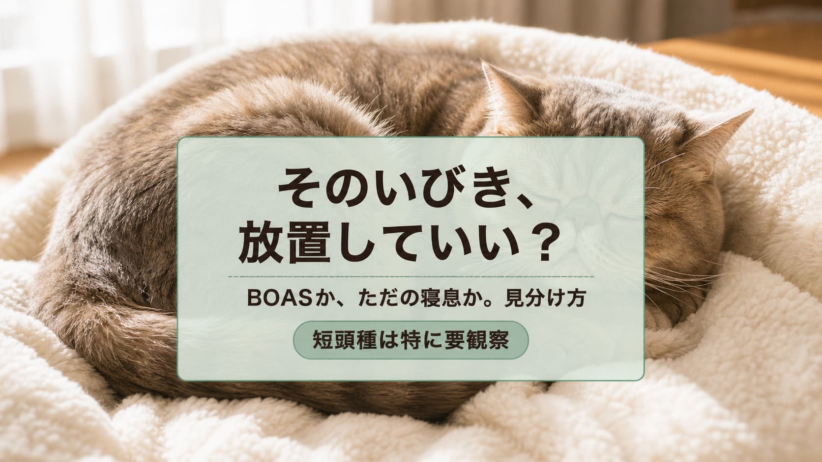 【2026年版】猫のいびきは病気のサイン?原因・緊急度・受診タイミングをブリーダーが解説
