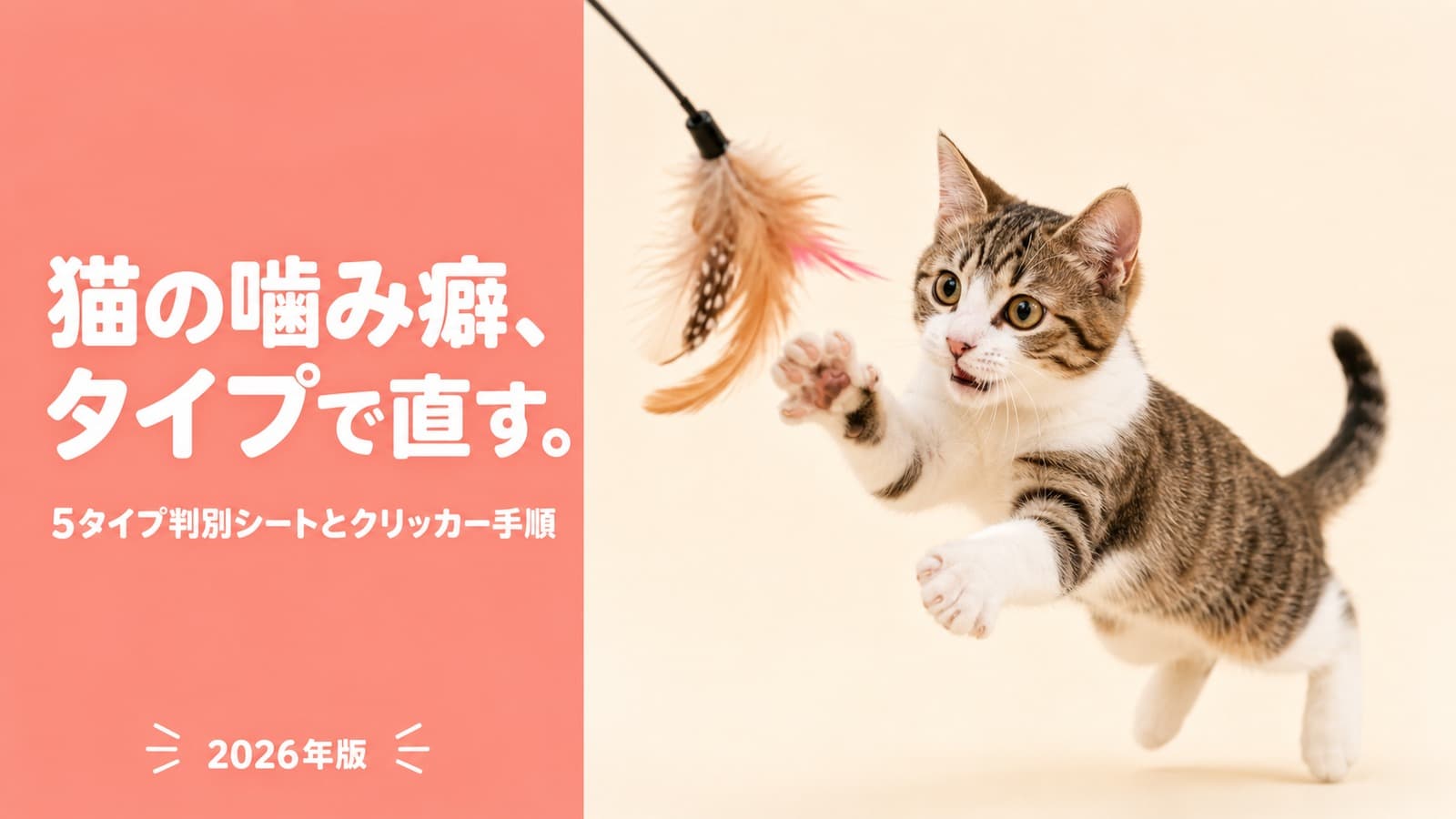 【2026年版】猫の噛み癖を直す方法|5タイプ判別チェックシートとクリッカー手順をブリーダーが解説