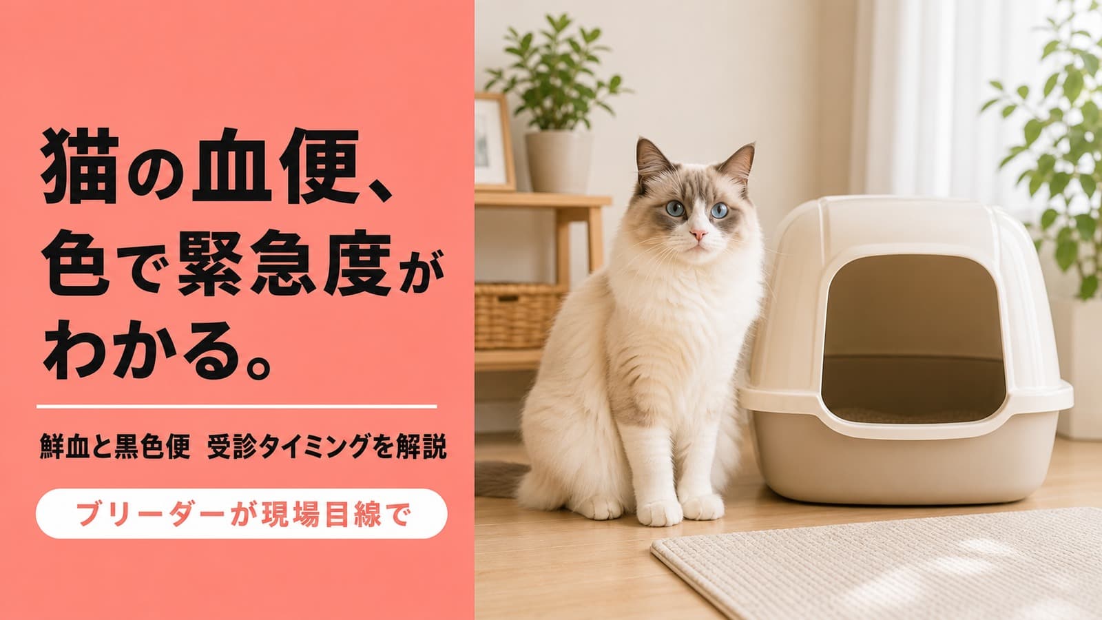 【2026年版】猫の血便の原因と緊急度|鮮血・黒色便の違いと受診タイミングをブリーダーが解説