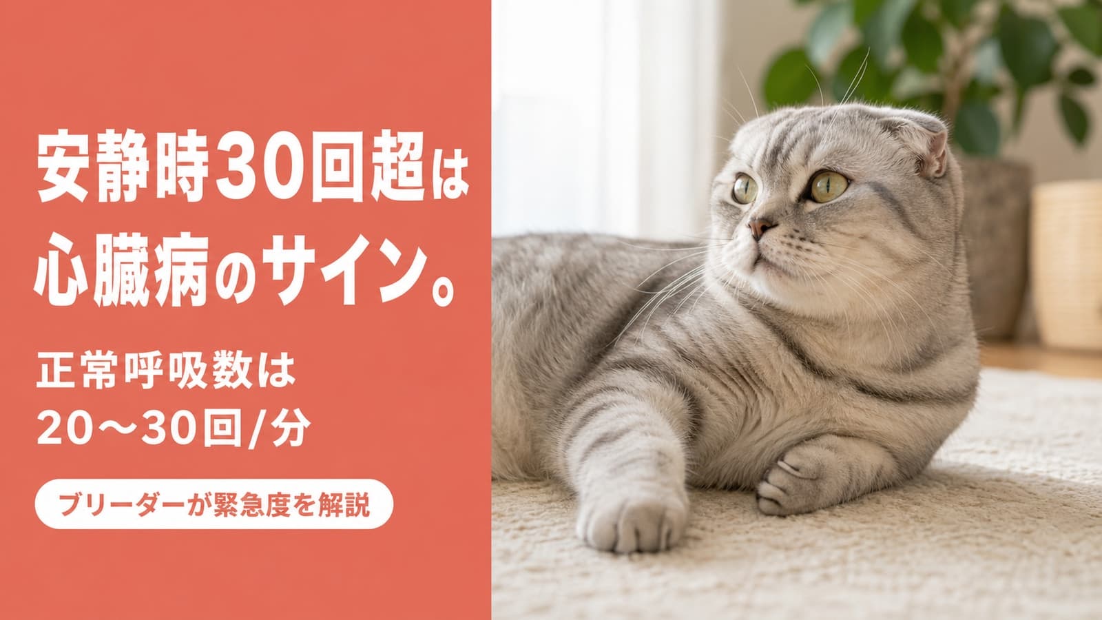 【2026年版】猫の呼吸が速い・息が荒い原因と緊急度の見分け方|正常呼吸数20〜30回からブリーダーが解説