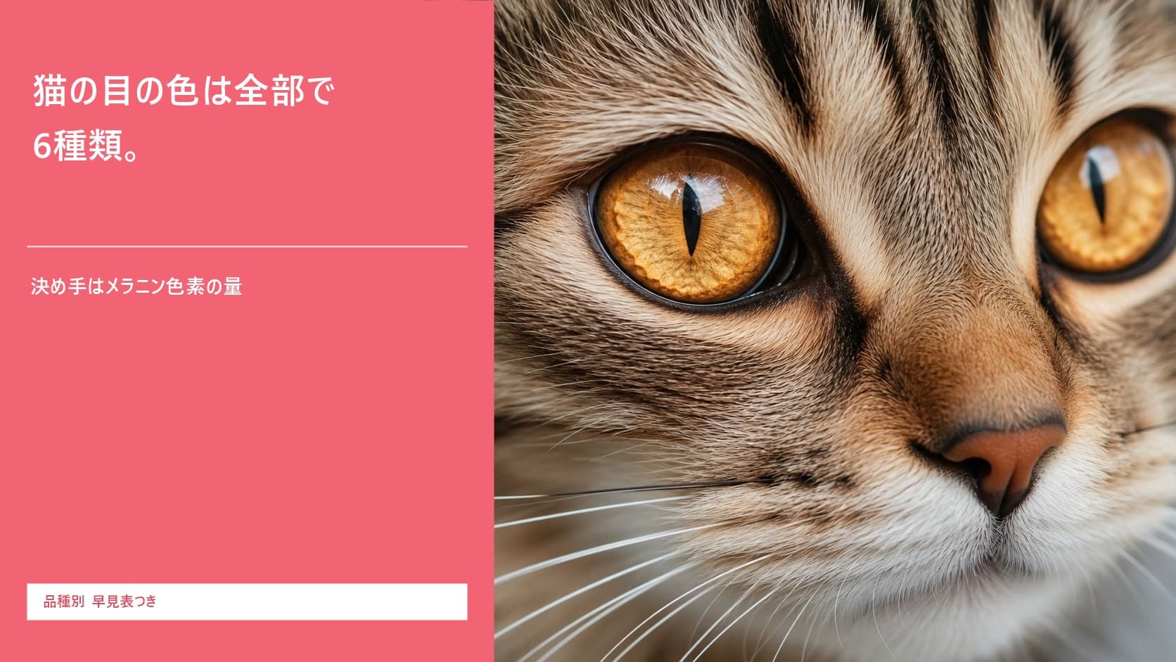 【2026年版】猫の目の色は全部で6種類—メラニン量・品種別早見表をブリーダーが解説