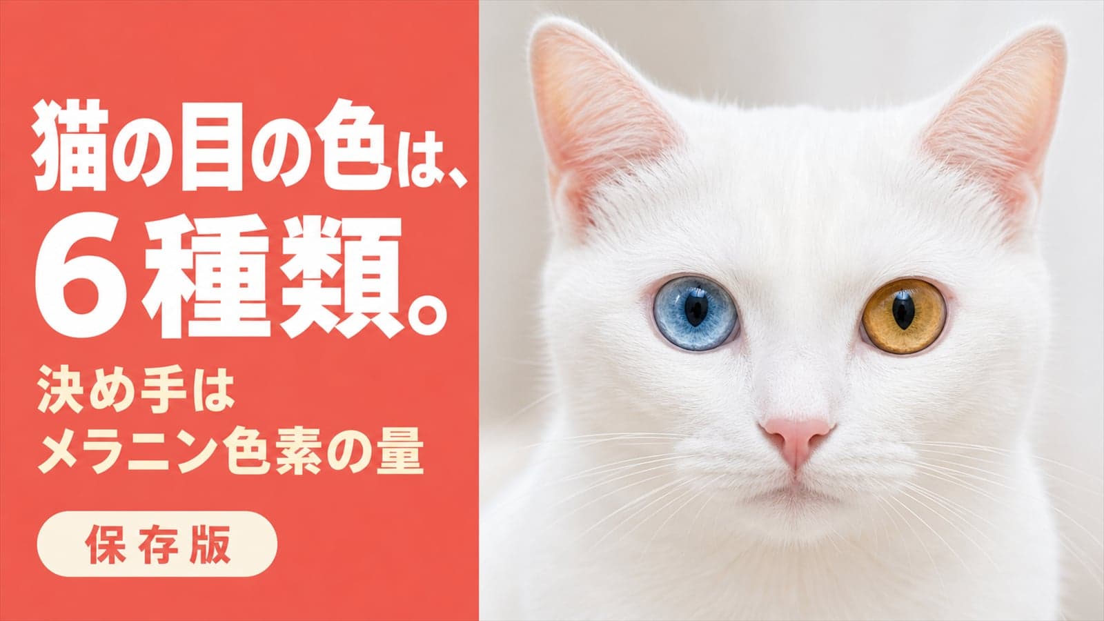 【2026年版】猫の目の色は全部で6種類—メラニン量・品種別早見表をブリーダーが解説