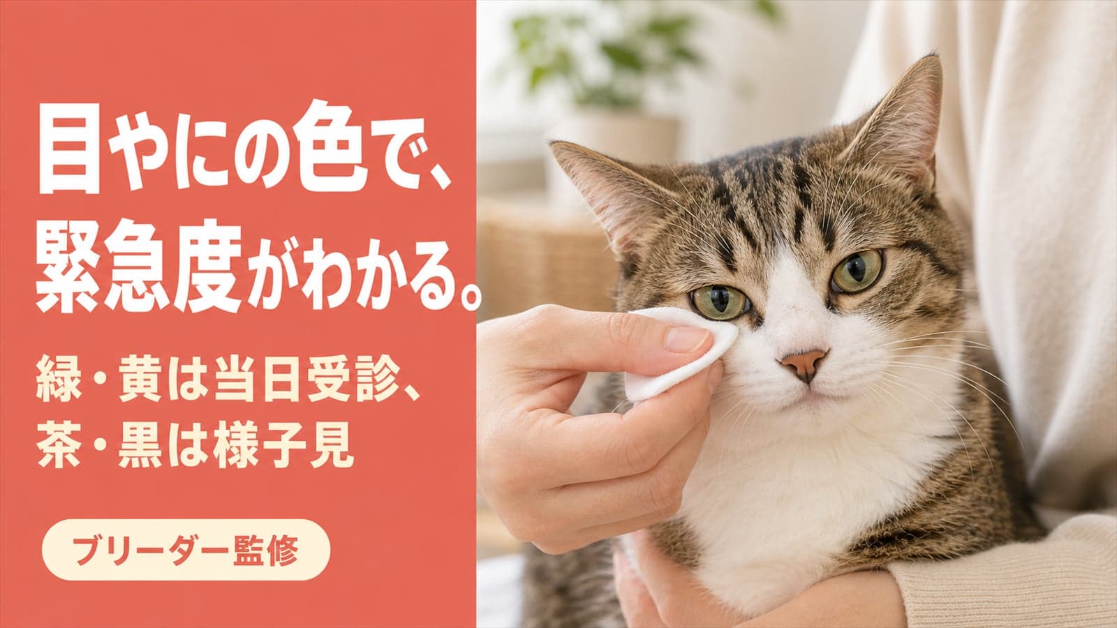 【2026年版】猫の目やにの色で分かる原因と受診の目安|緑・黄・黒・白を早見表で解説
