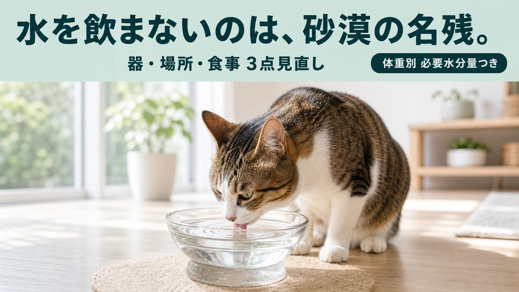 【2026年版】猫が水を飲まない原因と対策|1日の必要水分量・体重別早見表つき