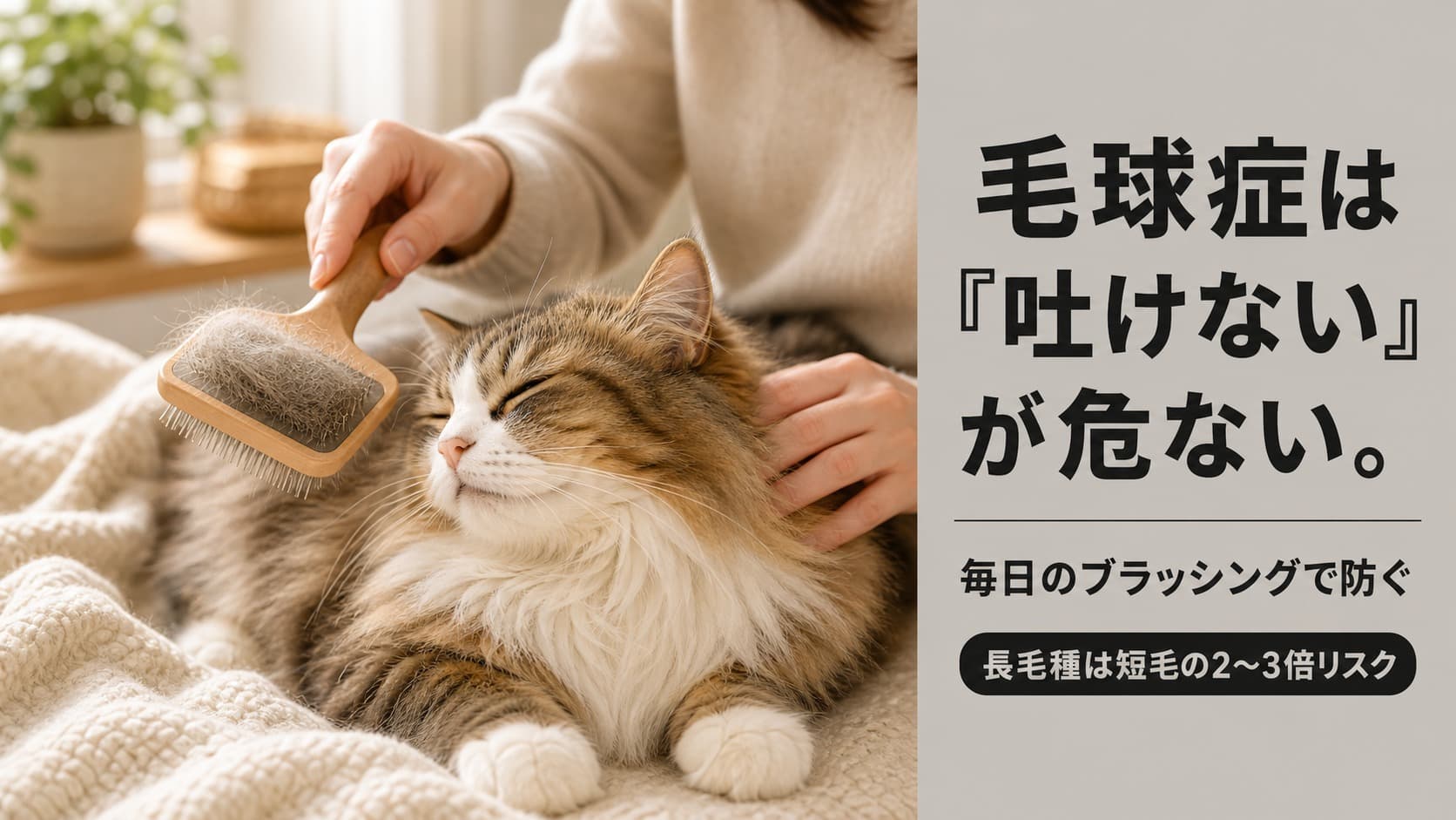 【2026年版】猫の毛球症とは?症状・緊急サイン・長毛種の予防法をブリーダーが解説