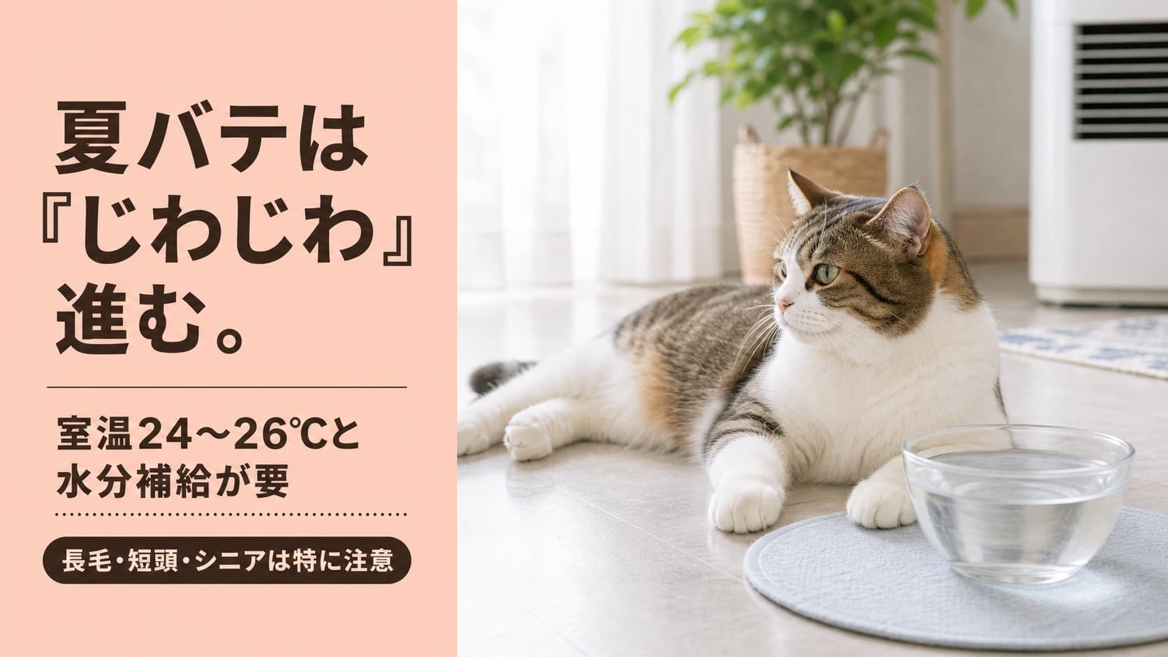【2026年版】猫の夏バテ 症状・原因・対策をブリーダーが徹底解説【長毛種・シニア必読】