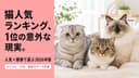 【2026年最新】猫 人気ランキングトップ10 — 1位はスコティッシュフォールド、アニコム・CFA・ブリーダーの3データで比較