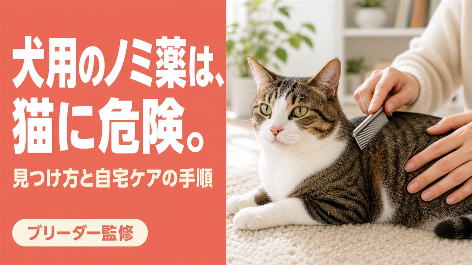 【2026年版】猫のノミ・ダニ対策|犬用薬の危険性・見つけ方・自宅ケアをブリーダーが解説