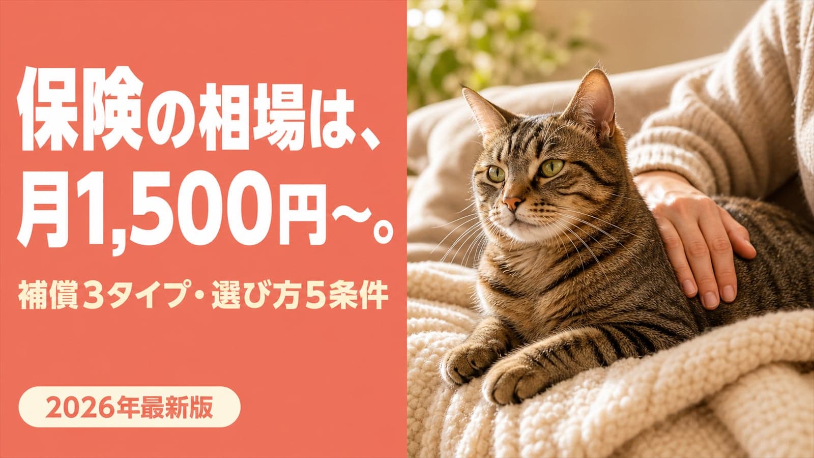 【2026年版】猫のペット保険の相場は月1,500〜4,000円|選び方5条件・加入タイミングをブリーダーが解説