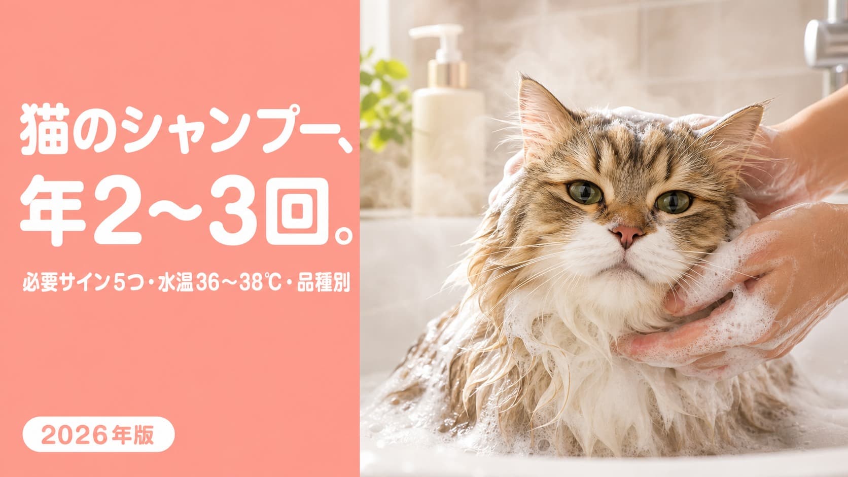 【2026年版】猫のシャンプー頻度は年2〜3回が目安|品種別早見表と5つの必要サインをブリーダーが解説