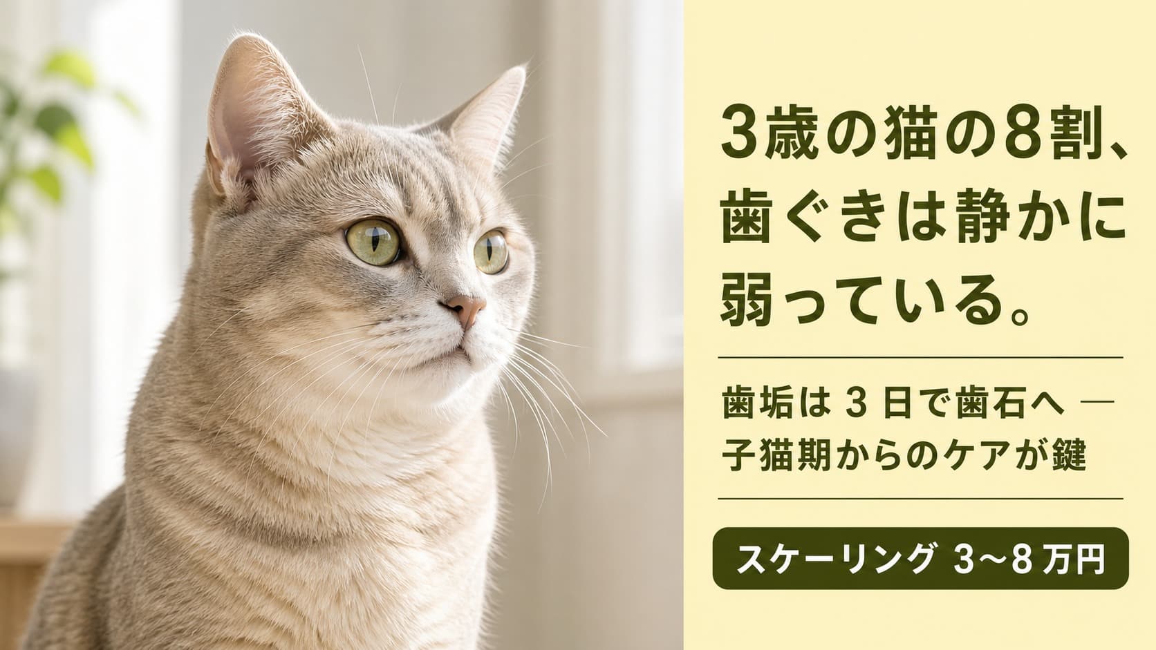 【2026年版】猫の歯周病は3歳以上の8割が発症|進行4段階・治療費用・予防法を徹底解説