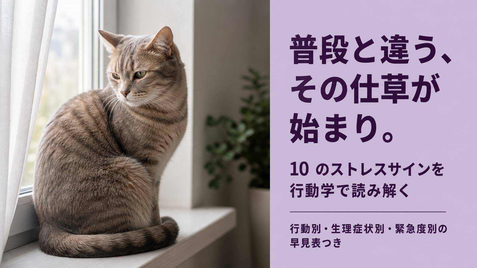 【2026年版】猫のストレスサイン10種類を完全解説|原因・対処法とブリーダーの実践ケア