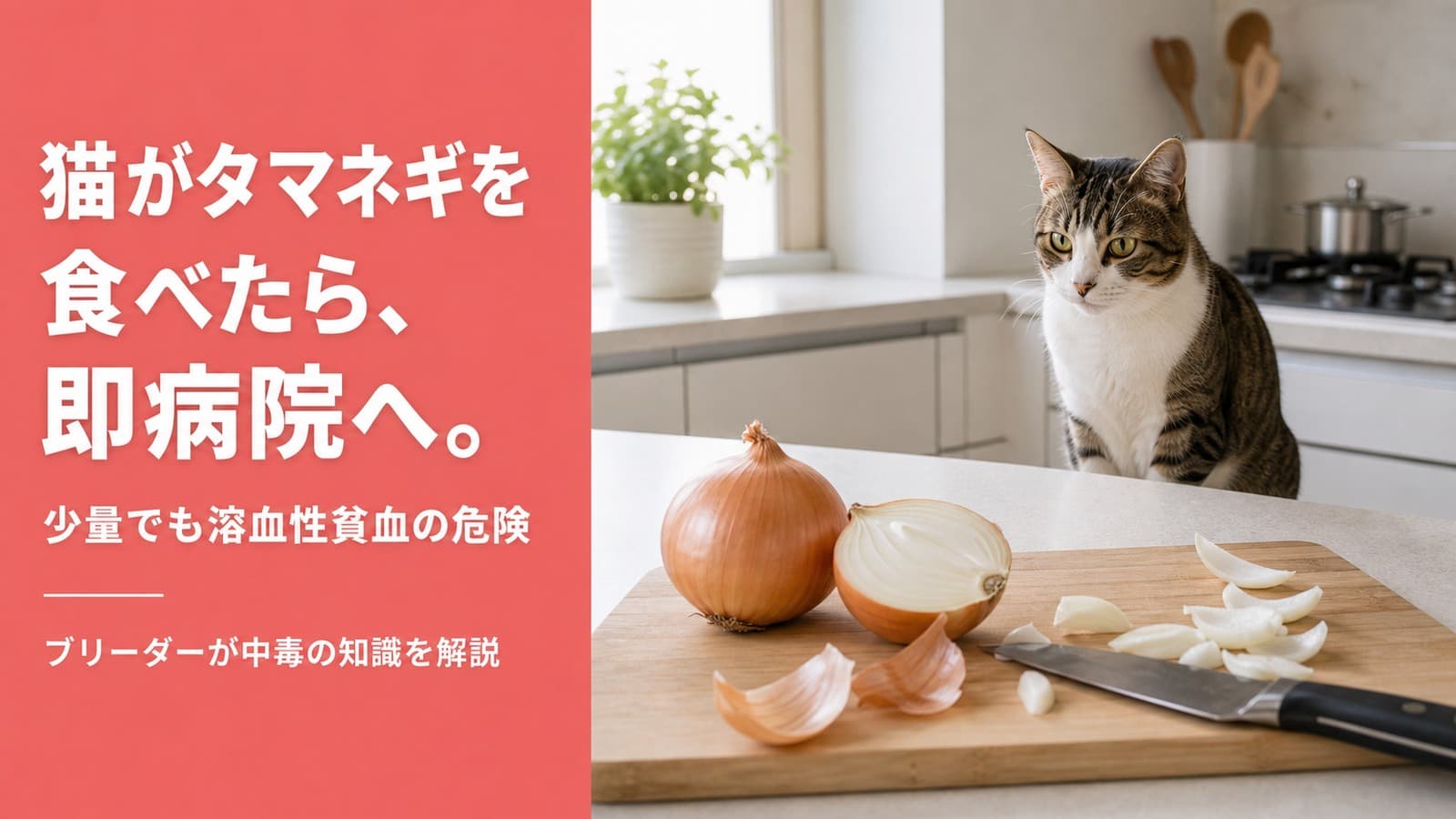 【2026年版】猫がタマネギを食べたら即病院へ|中毒症状・致死量・応急処置をブリーダーが解説
