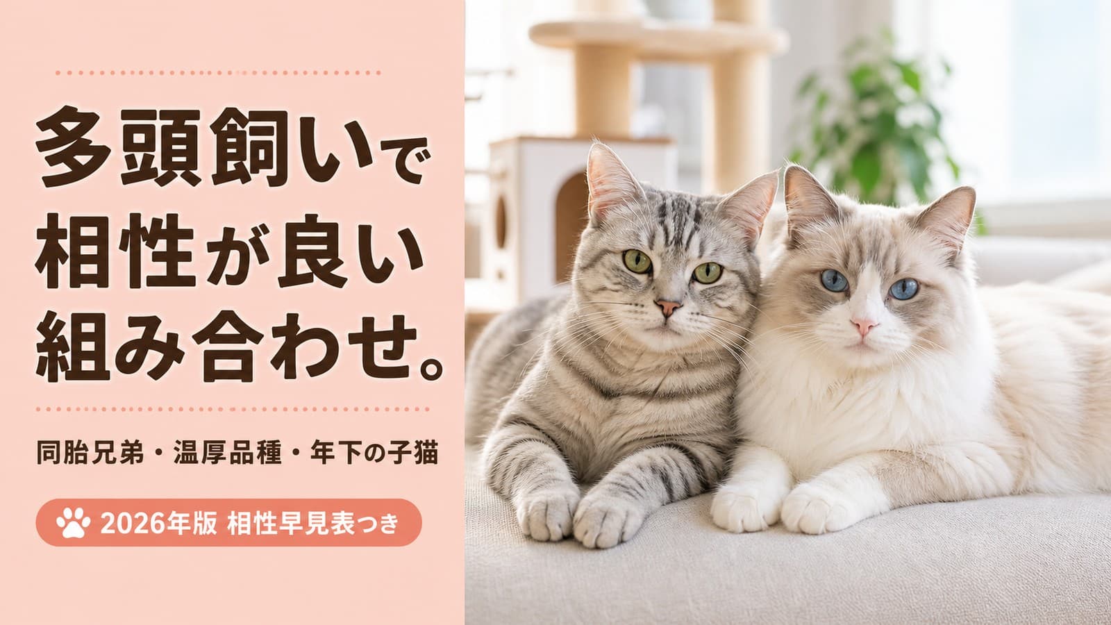 【2026年版】猫の多頭飼いで相性が良い組み合わせ|性別・品種・年齢差を早見表で解説
