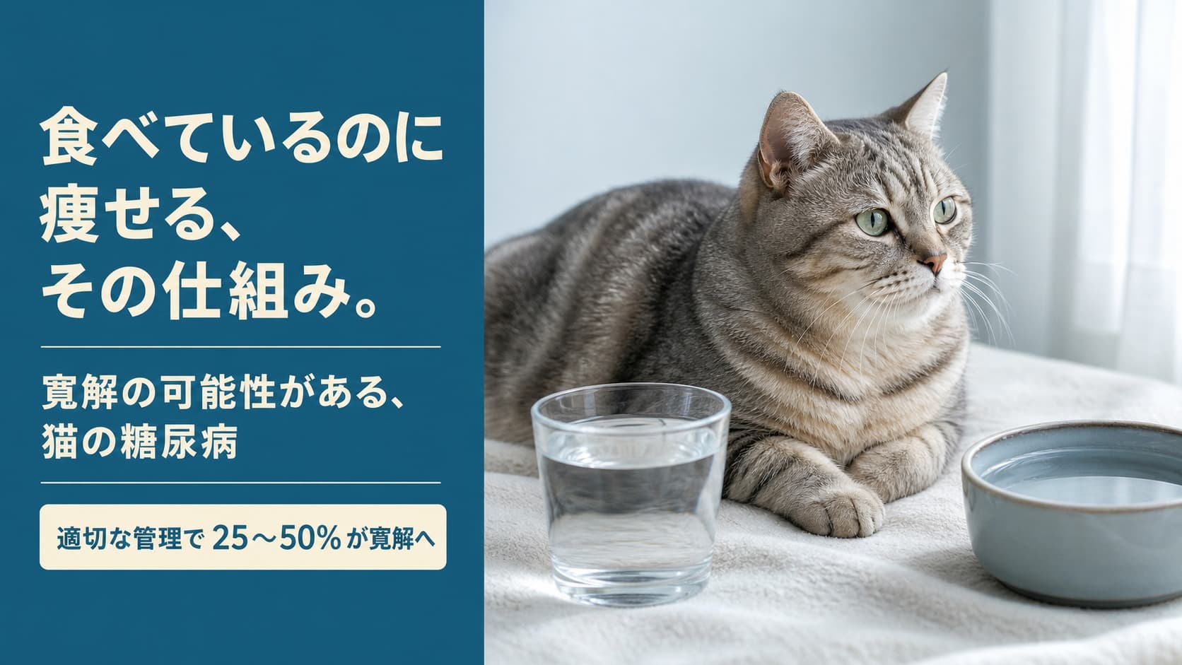 【2026年版】猫の糖尿病:症状・原因・治療からインスリン注射・寛解の可能性まで徹底解説
