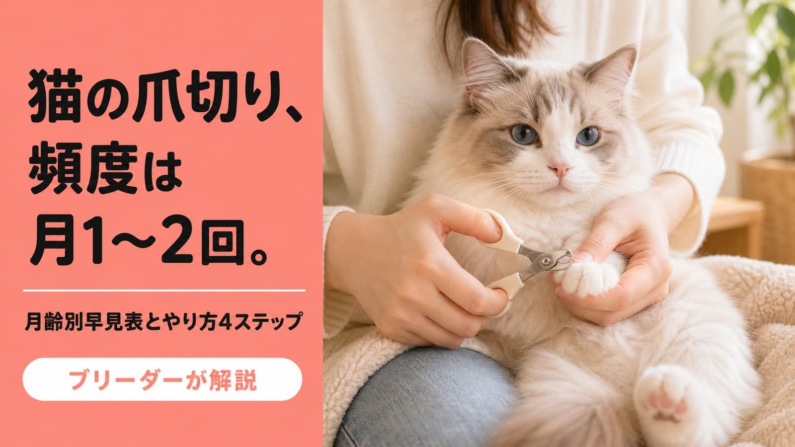 猫の爪切り頻度と正しい切り方|月齢別ガイド【2026】