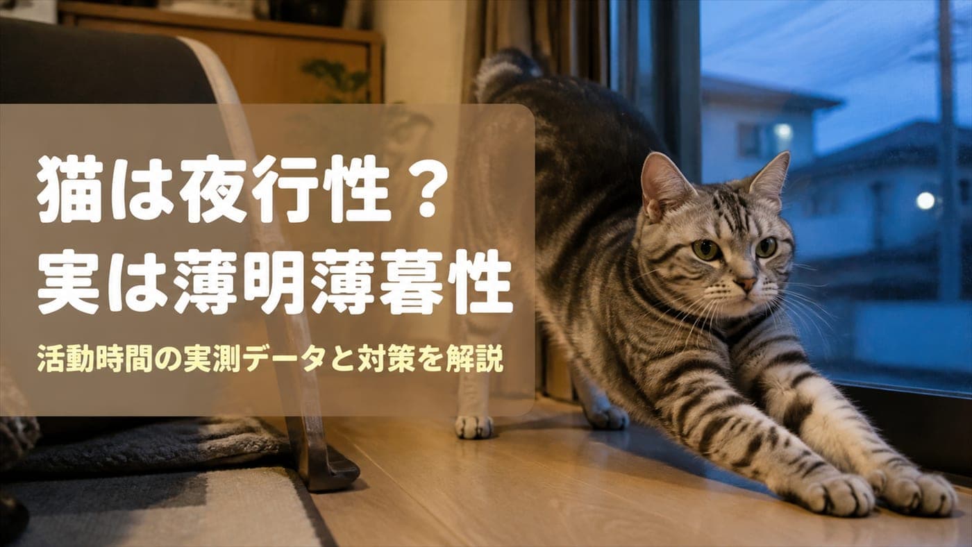猫の夜行性は誤解?活動時間の実測データをブリーダーが解説【2026】