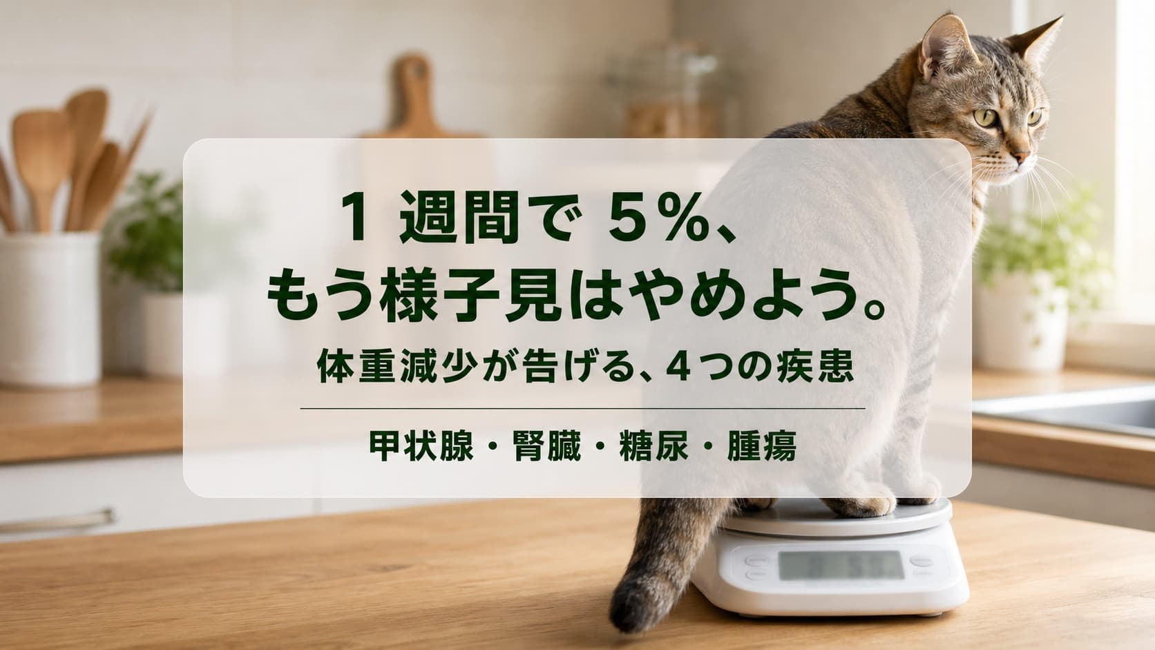 【2026年版】猫が痩せてきた原因と対策|病気サインの見極め方と受診判断基準