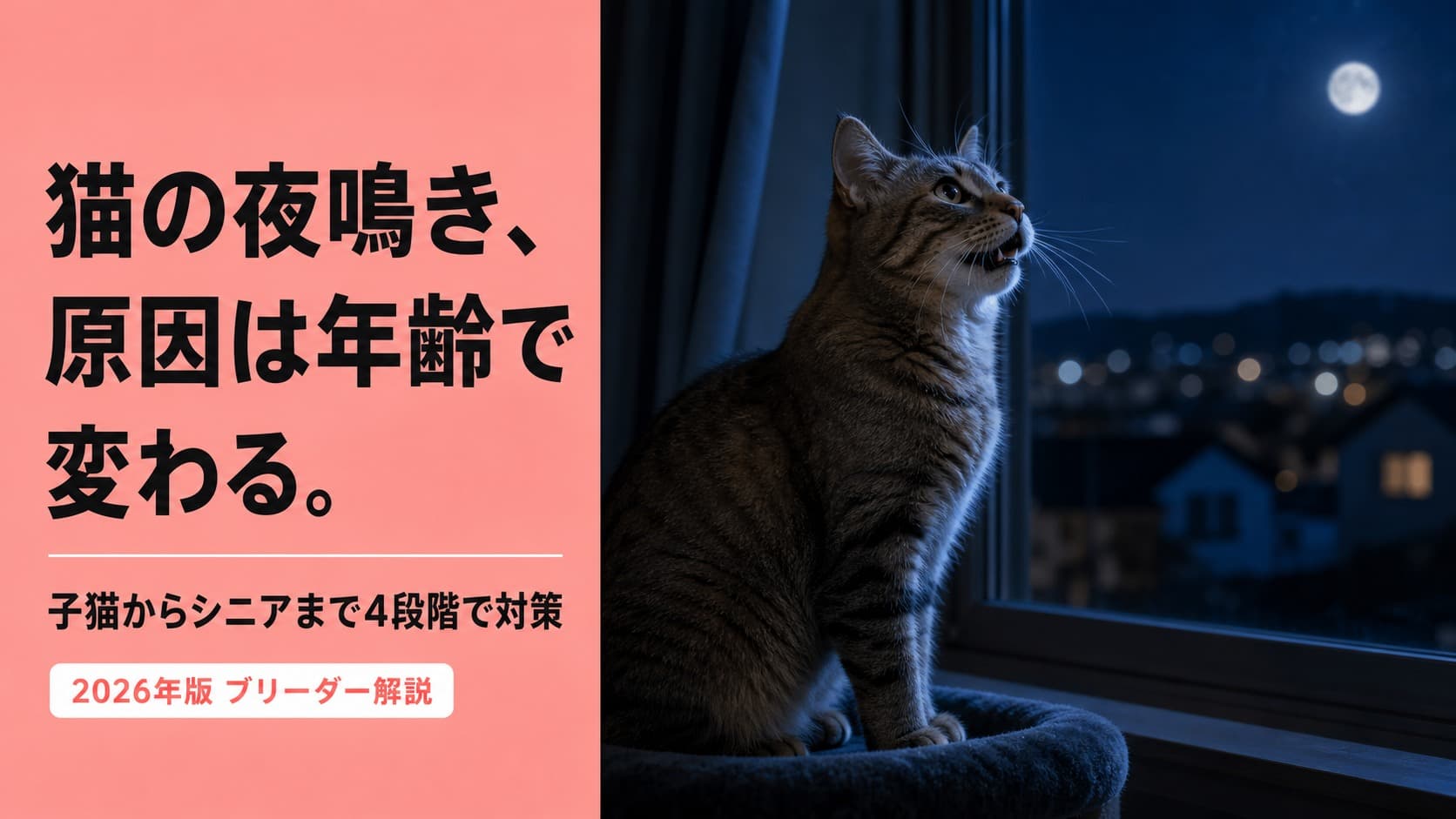 【2026年版】猫の夜鳴き原因と対処法|アオーン・高齢猫CDS50%・年齢別対策をブリーダーが解説