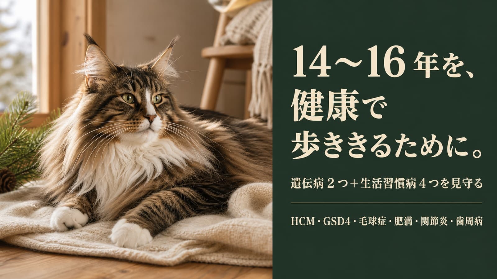 【2026年版】ノルウェージャンフォレストキャットがかかりやすい病気6選|症状・予防・受診タイミングをブリーダーが解説