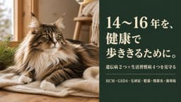 【2026年版】ノルウェージャンフォレストキャットがかかりやすい病気6選|症状・予防・受診タイミングをブリーダーが解説