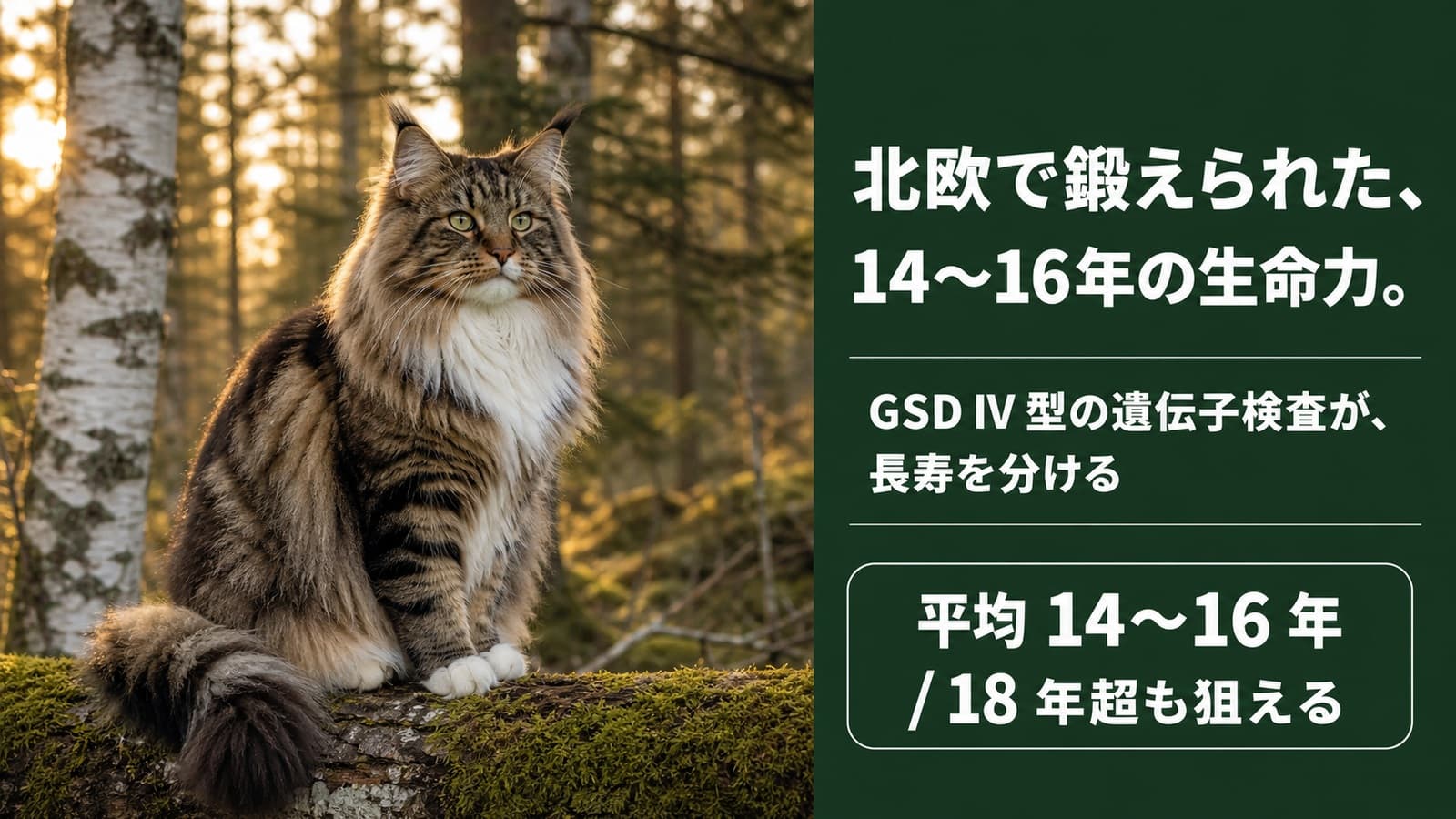 【2026年版】ノルウェージャンフォレストキャットの寿命は?長生きの秘訣と遺伝病・年齢別ケアを解説
