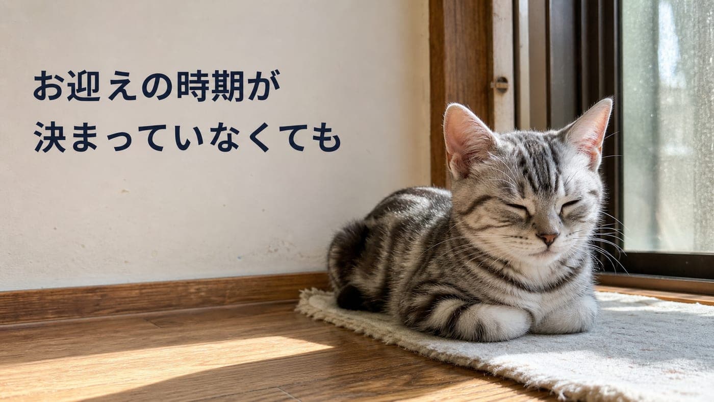 子猫のお迎え時期が未定でも相談していい理由【2026】
