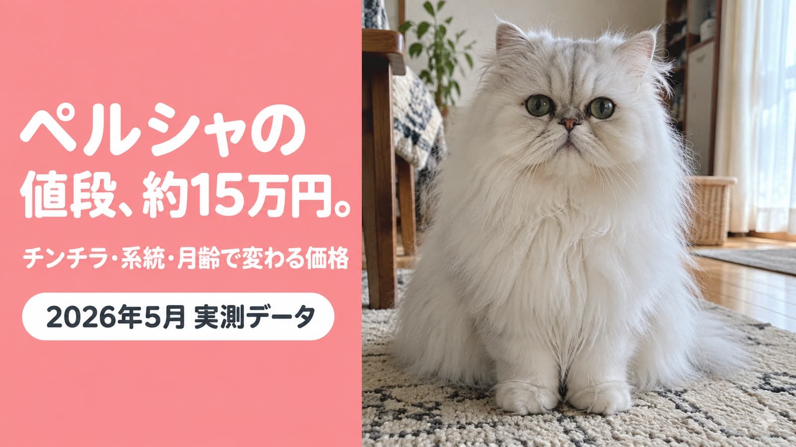 【2026年版】ペルシャ猫の値段相場は約15万円|チンチラ・系統・月齢別の価格差を解説
