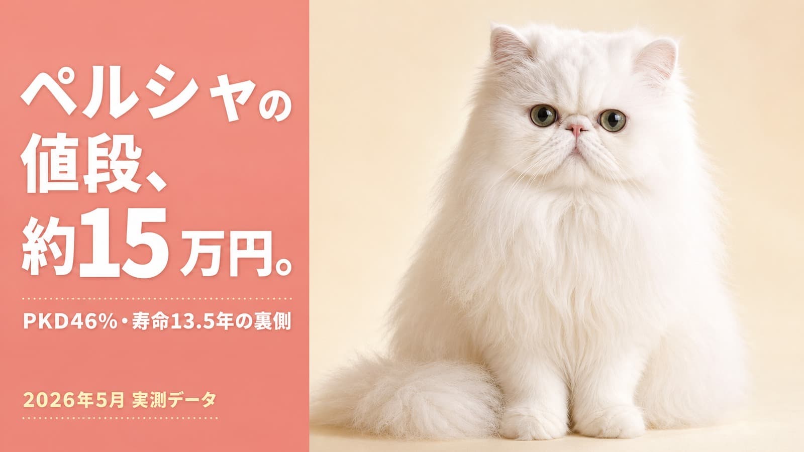 【2026年版】ペルシャ猫の値段相場は約15万円|チンチラ・系統・月齢別の価格差を解説