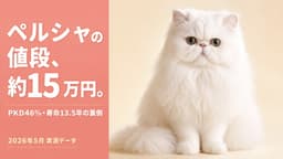 【2026年版】ペルシャ猫の値段相場は約15万円|チンチラ・系統・月齢別の価格差を解説